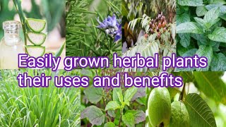 Easily grown herbal plants and their uses benefits Medicinal plants grown at home Urdu hindi [upl. by Dweck]