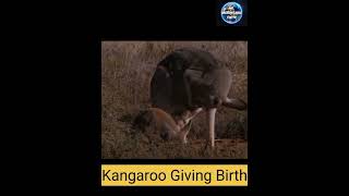 Mother kangaroo giving birth 🦘 Joey Birth  Baby kangaroo inside mothers pouch  Joey baby birth [upl. by Neelhtac617]