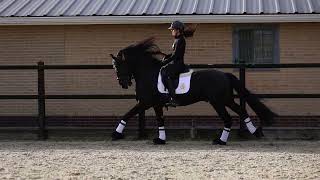 Marcel van Cayenne Stables Tjebbe 500 x Wytse 462 [upl. by Cathrin]