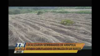 Localizan sembradíos de amapola en San Marcos [upl. by Aynotak]