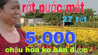 27 tết gần 5000 chậu hoa vạn thọ ko bán đc chủ vườn rớt nước mắt đồi bỏ nghề trồng hoa Tết [upl. by Lirret]