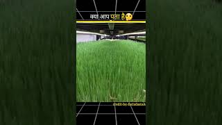 what is Artificial Grass 🤔shots amazing amazingfacts facts shots viral viralshort [upl. by Nawad]