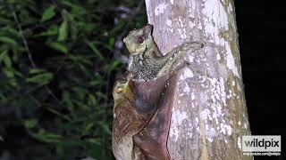 Wild Pix Singapore Colugo Mating [upl. by Eugene]