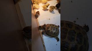 Scaredy tortoise meets quail chicks 1st time cute [upl. by Flem]