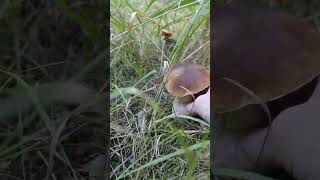 In the tall grass 😍 porcini bolete mushroom finland [upl. by Crichton348]