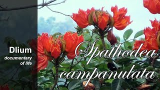 African tulip tree Spathodea campanulata  part 2 [upl. by Nnaasil]