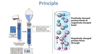 Ion Exchange Chromatography  Theory and Principle [upl. by Aihsyn23]