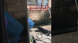 KETANGKAP BASAH PENCURI IKAN KOLAM [upl. by Ahsen]