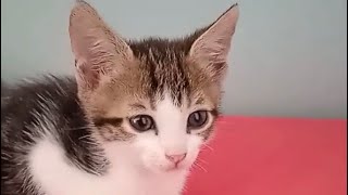 Mon bébé chaton 🐈‍⬛ chaton chat vlog [upl. by Portugal]