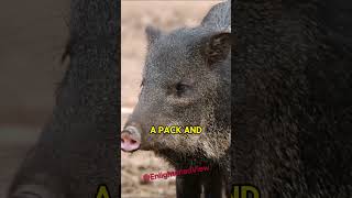 Javelinas The Deserts Aggressive Pack Hunters  Joe Rogan [upl. by Haskel]