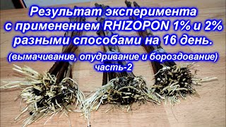 Результат эксперимента с применением Rhizopon 1 и 2 разными способами спустя 16 дней 2021 [upl. by Knight]