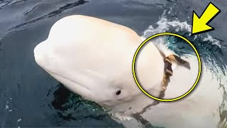 Beluga Tries To Get Attention From Fishing Ship – When Crew Notices They Immediate Follow [upl. by Ev494]