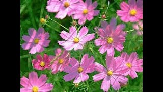 622  COSMOS  All Season Annual  Care amp grow कोस्मॉस को कब और कैसे लगाएं  पूरी जानकारी Hindi [upl. by Avictor]