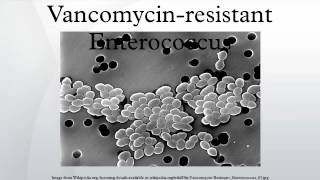 Vancomycinresistant Enterococcus [upl. by Dleifrag]