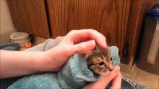 Foster Kittens First Bath [upl. by Hortensa]