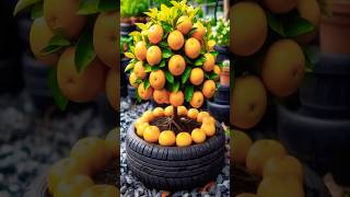 Great Growing oranges With New Methods  Harvest Oranges shorts satisfying farming [upl. by Zach]