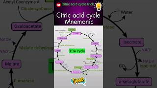 Citric acid cycle mnemonic Hindi  How to remember citric acid cycle easily biology shortsfeed [upl. by Anica]