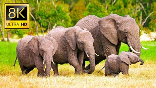 Elephants Animals Collection in 8K TV HDR 60FPS ULTRA HD [upl. by Dunseath47]