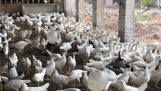 Pakistan Poultry Farm  Pakistan Production  Pakistan farming  part 11 [upl. by Aihseuqram]