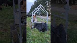 Hightech way of lifting Down Cow 🐄 farmlife shorts [upl. by Vladi]