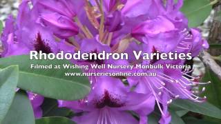 How to Grow Rhododendrons  Varieties and General Care [upl. by Kylstra]