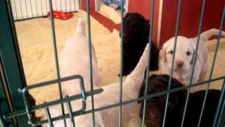 Nestje 2012  Week 5 video 3  Freonskip Australian Labradoodles [upl. by Aigroeg15]