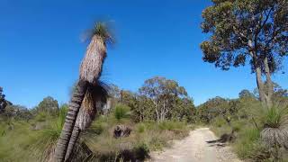 Brickwood Reserve Loop nature relaxing bushwalking forest australia byford [upl. by Doownelg]