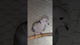 Wild Ringneck Dove available for sale 317 7561680 dove birds sweetdove birdsforsale [upl. by Adnovad]