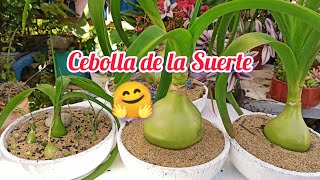 Albuca Bracteata Cebolla de la Suerte ☘️ Trasplante propagación y Cuidados ❤️🤗 [upl. by Nnaynaffit577]