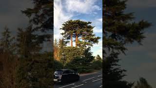 Deodar cedar Cedrus deodara  tree  August 2018 [upl. by Lindo]