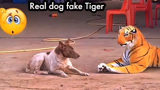 dog scared of fake tiger 🐯  prank on dog with tiger  tiger and dog viral video [upl. by Annie]