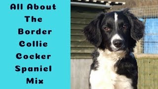 All About The Border Collie Cocker Spaniel Mix Facts Information [upl. by Pisarik]