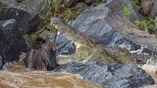 Huge crocodile kills wildebeest [upl. by Intruok139]