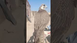 Beautifull saker falcon pakistan falconry birdofprey birds birdslover wildlife [upl. by Artsa]