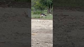 BlackBuck Indian Antelope 3 males buck antelope indian hillcountry texas kerrville [upl. by Amo421]