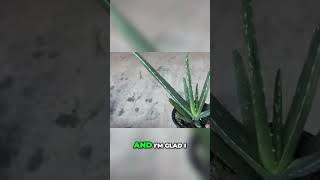 Inside Gardening Potting Aloe Vera for Maximum Growth [upl. by Eblehs]