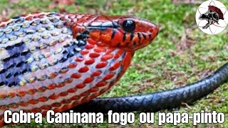 Cobra Caninana fogo a cobra mais bonita do mundo  Biólogo Henrique o Biólogo das Cobras [upl. by Simonsen]