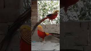 pheasant birds viralshort subscribe youtubeshorts [upl. by Aicitan421]