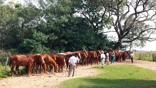 Argentinien  Im Land der Gauchos Doku HD [upl. by Ilrahc]