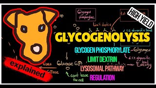 Glycogenolysis pathway Regulation of Glycogen breakdown Lysosomal pathway [upl. by Kauffmann]