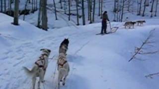 Sleddog  Rifugio al Feliceto sul Cimone [upl. by Absa147]