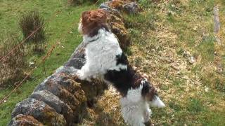 Ben Fox Terrier In Scotland 2010 HD [upl. by Gilbertson]