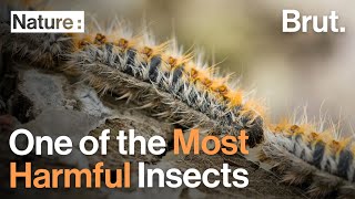 This Is One of the Most Harmful Insects in the World [upl. by Ardnaiek375]