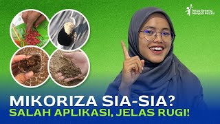 CARA APLIKASI MIKORIZA YANG TEPAT  HATIHATI SALAH APLIKASI BISA RUGI [upl. by Mllly]