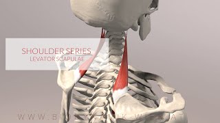 Levator Scapulae Shoulder Series Part 3 3D Animation [upl. by Lled426]