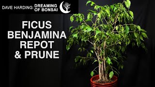 Ficus Benjamina Bonsai Repot amp Prune November 2024 [upl. by Airetal]