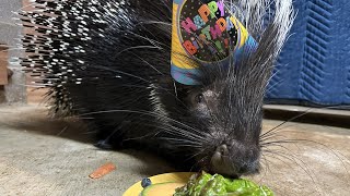 Kibo my pet porcupine turns 5 Happy Birthday [upl. by Melquist]