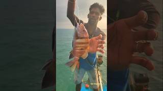 Catching Sheepshead fish in Sea streetfood seafoodlover [upl. by Eidnahs]