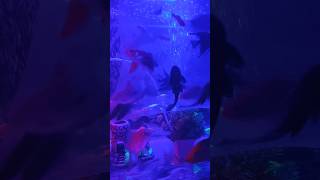 Adding new fish in my 4 fit tank  Kissing gourami angel Red tel shark Placo  viralshort [upl. by Fink997]