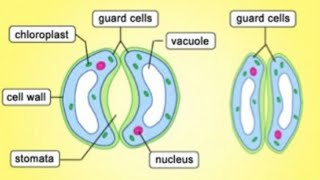 Mechanism of opening and closing of stomata [upl. by Eves]